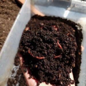 गांडूळ खत